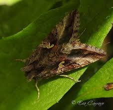 Attēlu rezultāti vaicājumam “Autographa gamma”