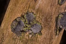 Attēlu rezultāti vaicājumam “Biscogniauxia repanda”