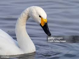 Attēlu rezultāti vaicājumam “Cygnus columbianus adult”