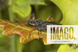 Attēlu rezultāti vaicājumam “Rhynocoris annulatus imago”