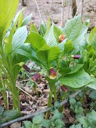 Attēlu rezultāti vaicājumam “Scopolia carniolica”