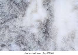 Image result for white rabbit skin texture