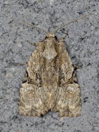 Attēlu rezultāti vaicājumam “Oligia sp.”