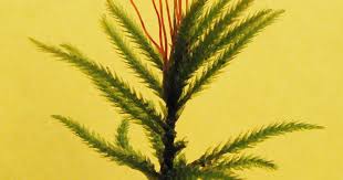 Attēlu rezultāti vaicājumam “Climacium dendroides sporophyte”