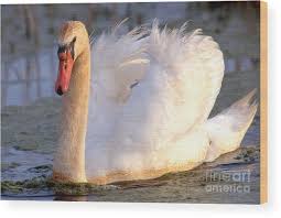 Attēlu rezultāti vaicājumam “Cygnus olor”