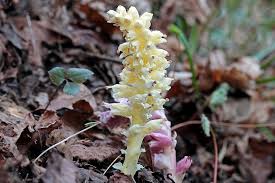 Attēlu rezultāti vaicājumam “Lathraea squamaria”