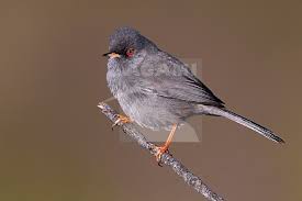 Image result for Sylvia sarda