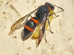 Attēlu rezultāti vaicājumam “Crabronidae”