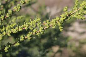 Attēlu rezultāti vaicājumam “Chenopodiaceae”