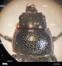 Attēlu rezultāti vaicājumam “Ceruchus chrysomelinus imago”