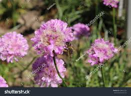 Image result for Grasnelke