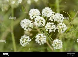 Attēlu rezultāti vaicājumam “Cicuta virosa flower”