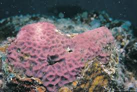 Attēlu rezultāti vaicājumam “Conardia compacta macro”