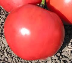 Afbeeldingsresultaat voor crnkovic yugoslavian tomato