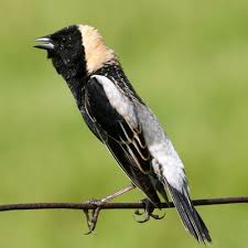 Image result for Dolichonyx oryzivorus