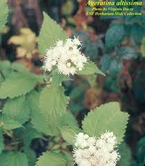 Attēlu rezultāti vaicājumam “Festuca altissima flower”