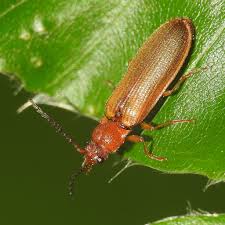 Attēlu rezultāti vaicājumam “Denticollis linearis”