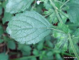 Attēlu rezultāti vaicājumam “Clinopodium vulgare leaf”