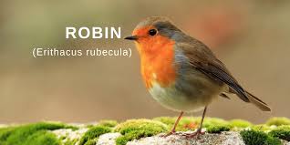 Attēlu rezultāti vaicājumam “Erithacus rubecula”