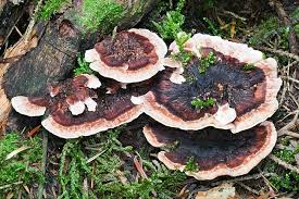 Attēlu rezultāti vaicājumam “Phellodon melaleucus”