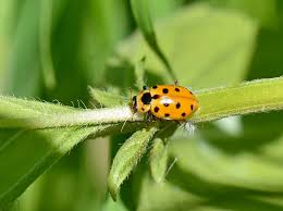 Attēlu rezultāti vaicājumam “Hippodamia tredecimpunctata”