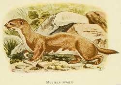 Attēlu rezultāti vaicājumam “Mustela nivalis adult”