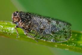 Attēlu rezultāti vaicājumam “Cixiidae”