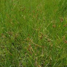 Attēlu rezultāti vaicājumam “Luzula multiflora”