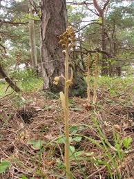 Attēlu rezultāti vaicājumam “Neottia nidus-avis fruit”