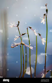 Attēlu rezultāti vaicājumam “Lobelia dortmanna flower”