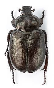 Attēlu rezultāti vaicājumam “Osmoderma barnabita”