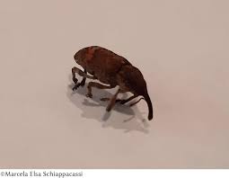 Attēlu rezultāti vaicājumam “Pissodes castaneus”