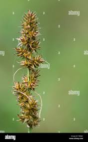 Attēlu rezultāti vaicājumam “Carex appropinquata fruit”