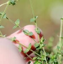 Attēlu rezultāti vaicājumam “Arenaria serpyllifolia leaf”