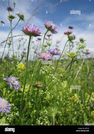 Attēlu rezultāti vaicājumam “Knautia arvensis flower”