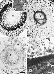 Attēlu rezultāti vaicājumam “Neckera crispa sporophyte”