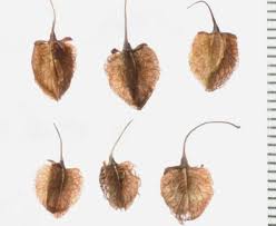 Attēlu rezultāti vaicājumam “Rumex aquaticus leaf”