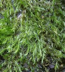 Attēlu rezultāti vaicājumam “Homomallium incurvatum”