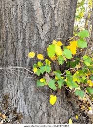 Attēlu rezultāti vaicājumam “Populus x petrowskyana leaf”