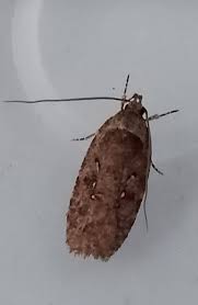 Attēlu rezultāti vaicājumam “Agonopterix heracliana”