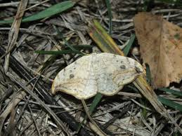 Attēlu rezultāti vaicājumam “Drepana falcataria”