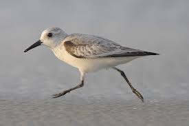 Attēlu rezultāti vaicājumam “Calidris alba adult”