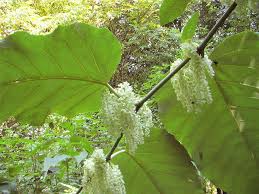Attēlu rezultāti vaicājumam “Reynoutria sachalinensis leaf”