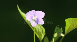 Attēlu rezultāti vaicājumam “Viola canina leaf”