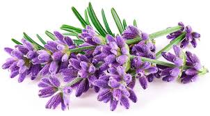 Image result for Lavendel
