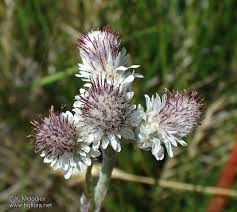 Attēlu rezultāti vaicājumam “Antennaria dioica male flower”