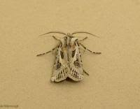 Attēlu rezultāti vaicājumam “Agrotis vestigialis”