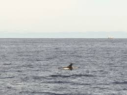 Image result for Lagenorhynchus albirostris