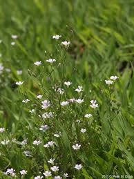 Attēlu rezultāti vaicājumam “Gypsophila muralis fruit”