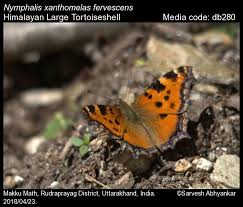 Attēlu rezultāti vaicājumam “Nymphalis xanthomelas pupa”